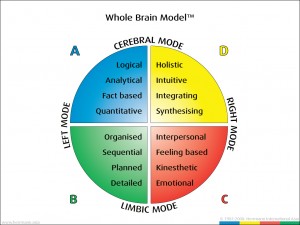 HBDI Whole Brain Model